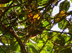 Conirostrum sitticolor