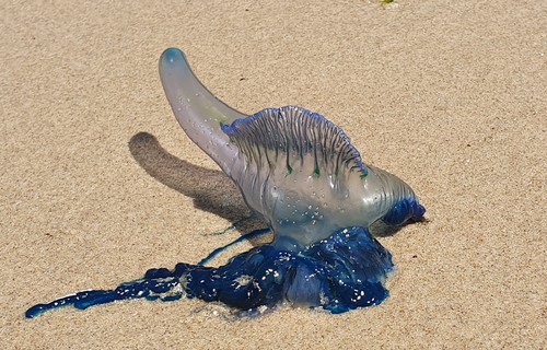 photo of Portuguese Man O' War (Physalia physalis)