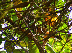 Conirostrum sitticolor