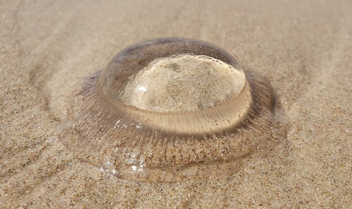 photo of Crystal Jellies (Aequorea)