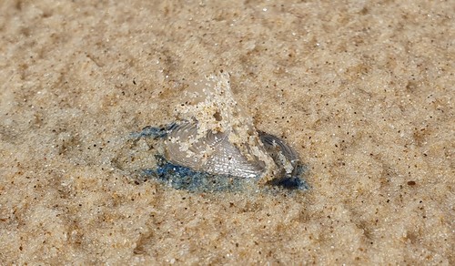 photo of By-the-wind Sailor (Velella velella)