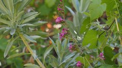 Penstemon clevelandii