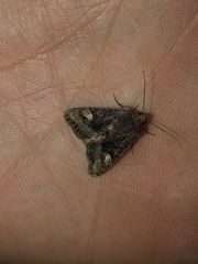 Euplexia