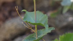 Penstemon clevelandii