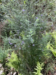Prostanthera violacea