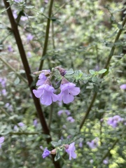 Prostanthera violacea