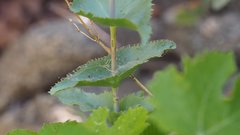 Penstemon clevelandii
