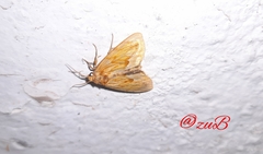 Cirrhophanus triangulifer