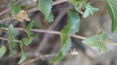 Penstemon clevelandii