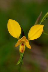 Diuris hazeliae
