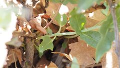 Penstemon clevelandii