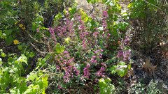 Penstemon clevelandii