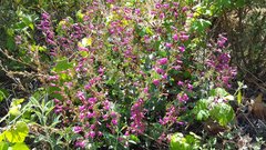 Penstemon clevelandii