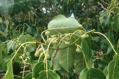 Ficus grevei