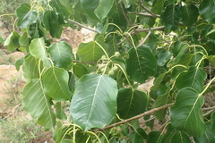Ficus grevei