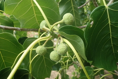 Ficus grevei