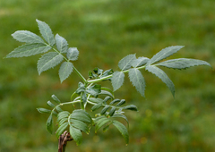 Sambucus gaudichaudiana