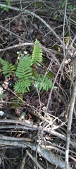 Pleopeltis polypodioides