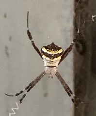 Argiope anasuja