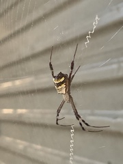 Argiope anasuja