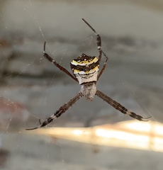 Argiope anasuja