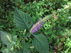 Elsholtzia splendens