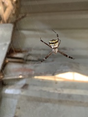 Argiope anasuja