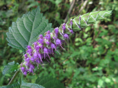 Elsholtzia splendens