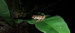 Leptobrachella arayai