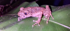 Leptobrachella arayai