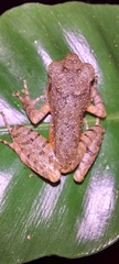 Leptobrachella arayai