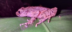 Leptobrachella arayai
