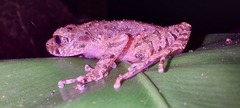 Leptobrachella arayai