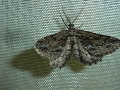 Sardocyrnia bastelicaria