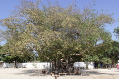 Ficus grevei