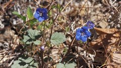 Phacelia campanularia campanularia