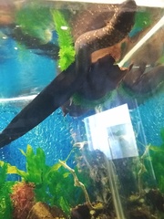 Lepidosiren paradoxa