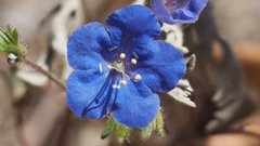 Phacelia campanularia campanularia