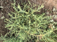 Sclerolaena muricata
