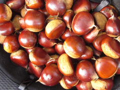 Castanea crenata