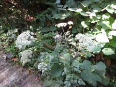 Angelica polymorpha