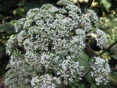 Angelica polymorpha
