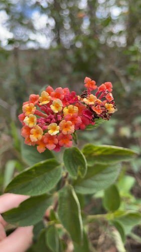 Lantana camara