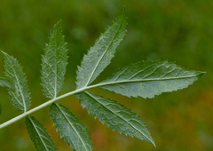 Sambucus gaudichaudiana