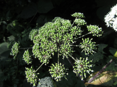 Angelica polymorpha