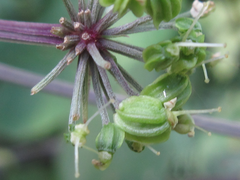 Angelica polymorpha