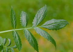 Sambucus gaudichaudiana