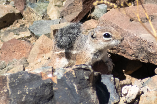 Harris' Antelope Squirrel