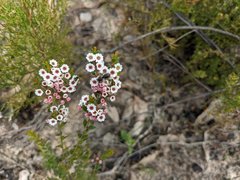 Thryptomene calycina