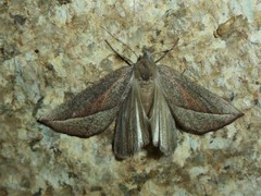 Compsoptera opacaria